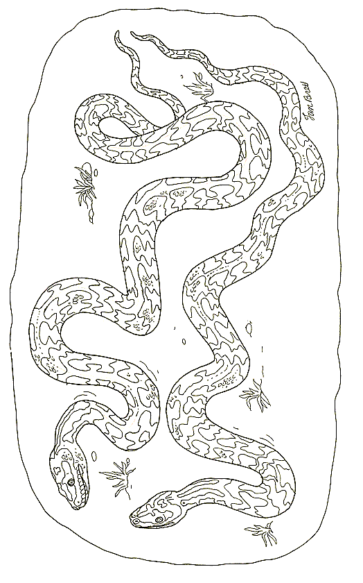 disegni serpenti da colorare