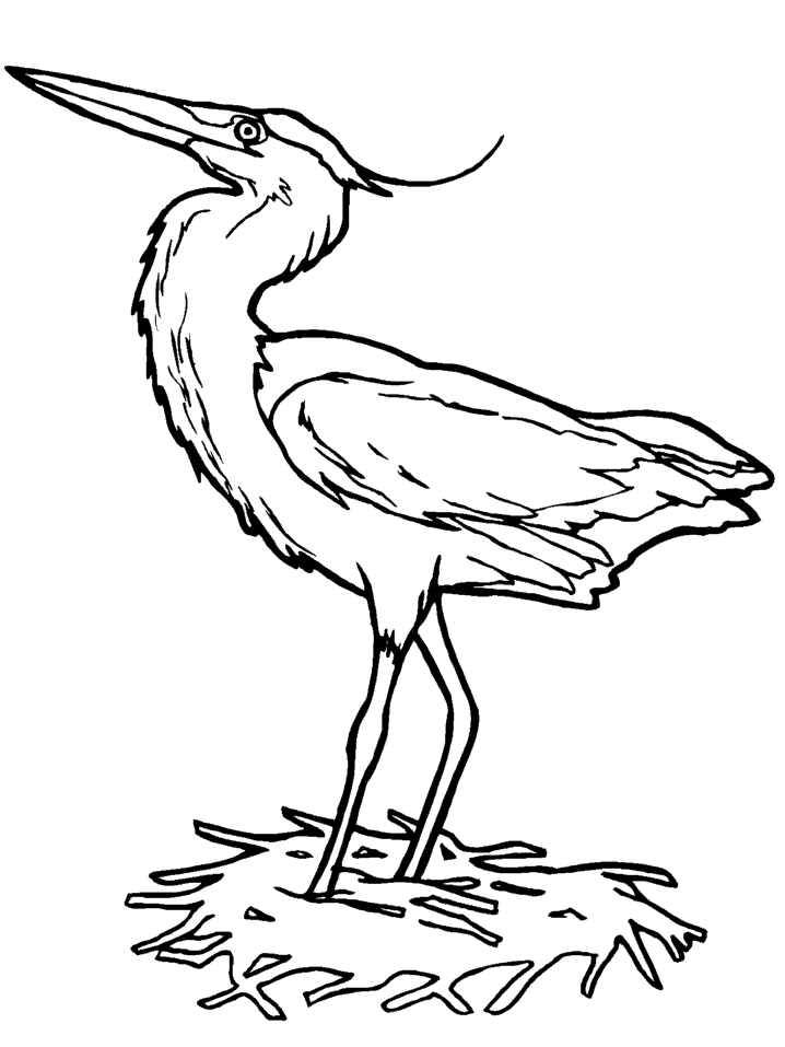 disegni uccelli da colorare