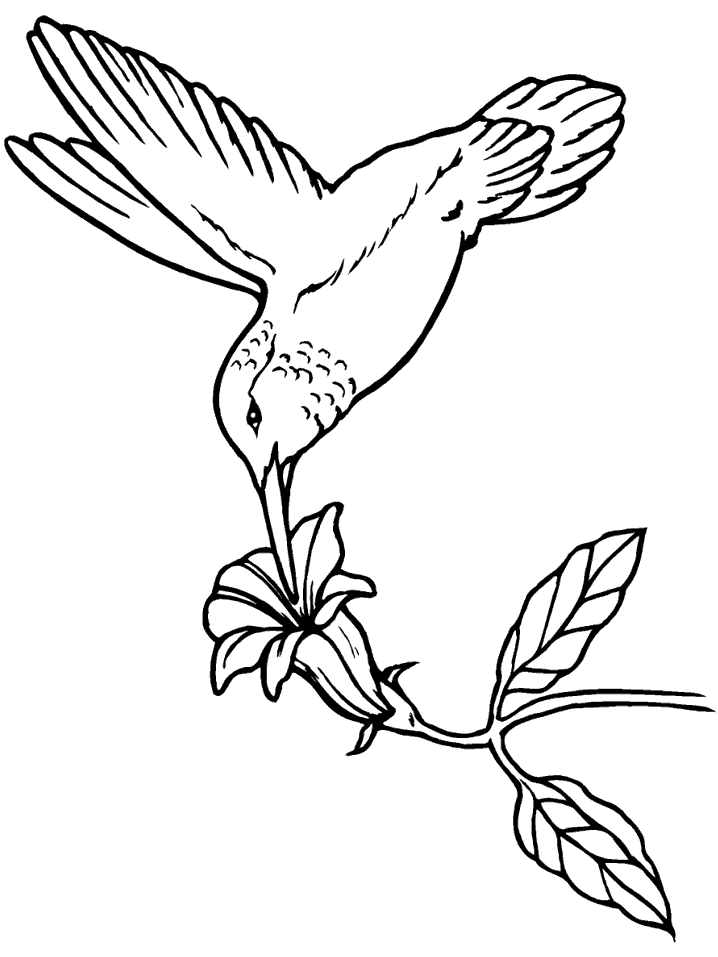 disegni uccelli da colorare