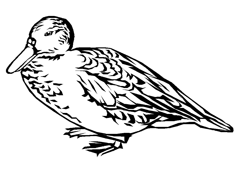 disegni uccelli da colorare