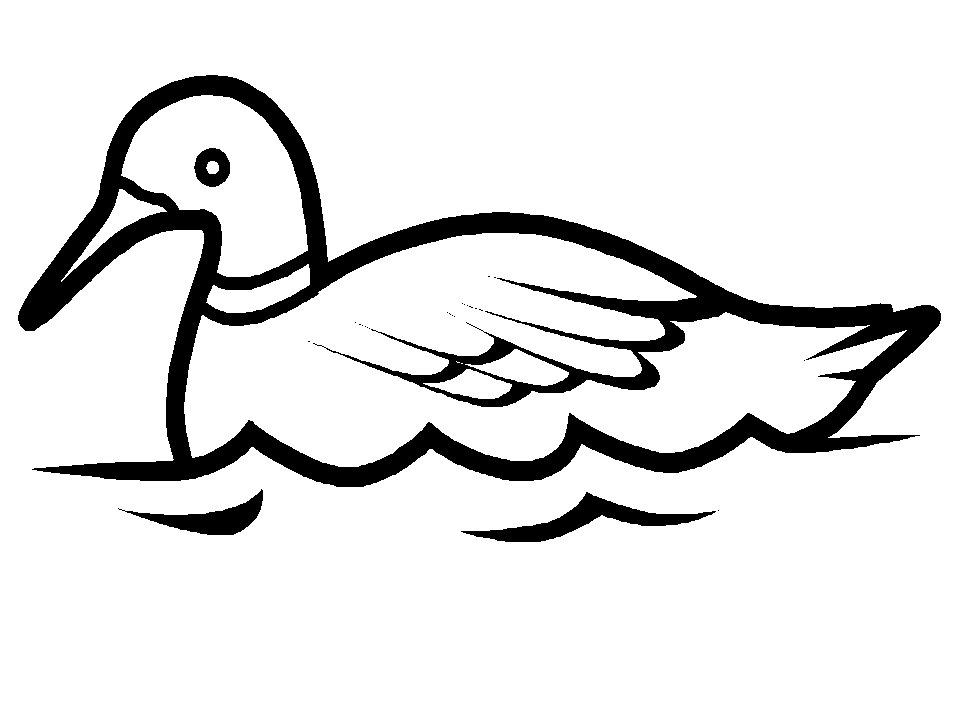 disegni uccelli da colorare