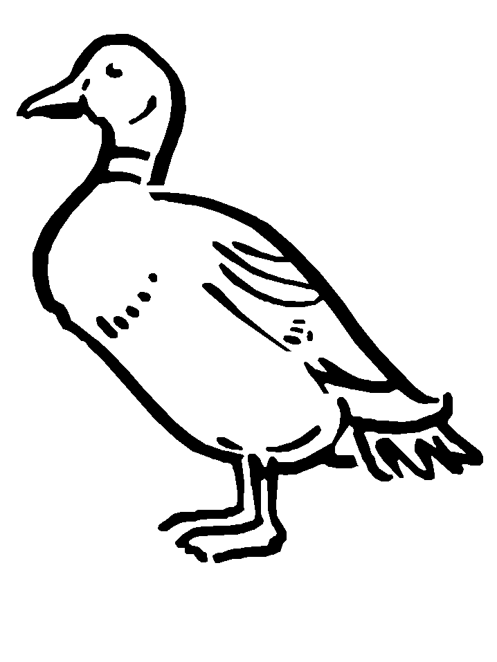 disegni uccelli da colorare