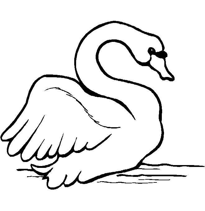 disegni uccelli da colorare