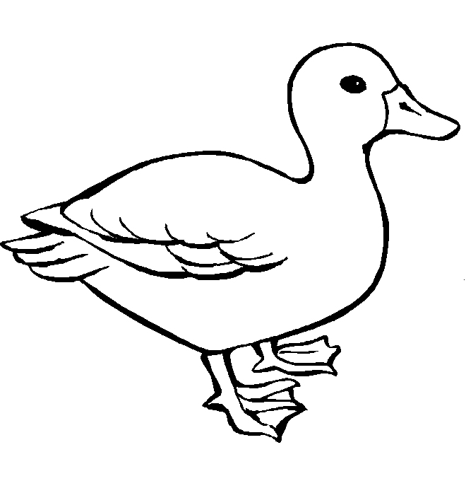 disegni uccelli da colorare