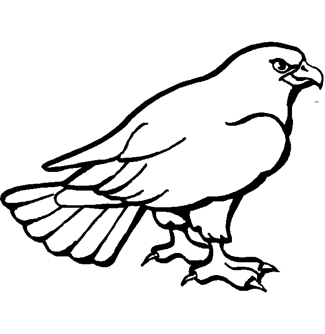 disegni uccelli da colorare