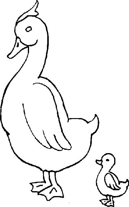 disegni uccelli da colorare