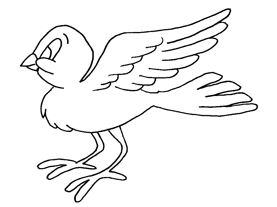 disegni uccelli da colorare