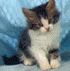 Gifs animados Animales - Imagenes animadas de Animales
