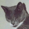 Gifs animados Animales - Imagenes animadas de Animales