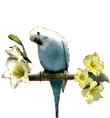 Disegni da colorare di Animali -Colorare disegni gratis Animali
