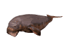 Gifs animados Animales - Imagenes animadas de Animales