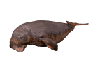Gifs animados Animales - Imagenes animadas de Animales