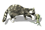 Gifs animados Animales - Imagenes animadas de Animales