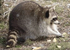 Gifs animados Animales - Imagenes animadas de Animales