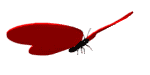 Gifs animados Animales - Imagenes animadas de Animales