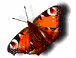 Gifs animados Animales - Imagenes animadas de Animales