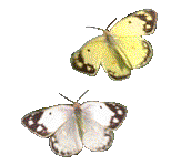 Gifs animados Animales - Imagenes animadas de Animales