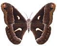 Gifs animados Animales - Imagenes animadas de Animales