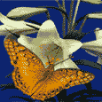 Gifs animados Animales - Imagenes animadas de Animales