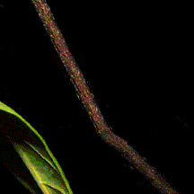 Gifs animados Animales - Imagenes animadas de Animales