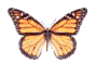 Gifs animados Animales - Imagenes animadas de Animales