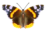 Gifs animados Animales - Imagenes animadas de Animales