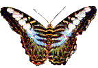 Gifs animados Animales - Imagenes animadas de Animales
