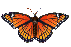 Gifs animados Animales - Imagenes animadas de Animales