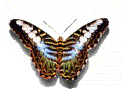 Gifs animados Animales - Imagenes animadas de Animales