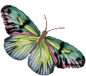 Gifs animados Animales - Imagenes animadas de Animales