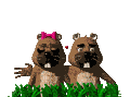 Gifs animados Animales - Imagenes animadas de Animales