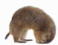 Gifs animados Animales - Imagenes animadas de Animales