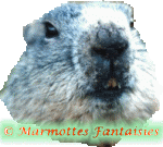 Gifs animados Animales - Imagenes animadas de Animales