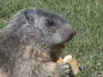 Gifs animados Animales - Imagenes animadas de Animales