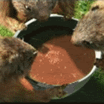 Gifs animados Animales - Imagenes animadas de Animales