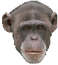 Gifs animados Animales - Imagenes animadas de Animales