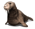 Gifs animados Animales - Imagenes animadas de Animales