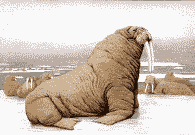 Gifs animados Animales - Imagenes animadas de Animales
