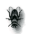 Gifs animados Animales - Imagenes animadas de Animales