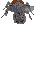 Gifs animados Animales - Imagenes animadas de Animales