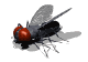 Gifs animados Animales - Imagenes animadas de Animales