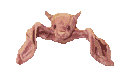 Gifs animados Animales - Imagenes animadas de Animales