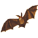 Gifs animados Animales - Imagenes animadas de Animales