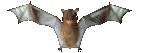 Gifs animados Animales - Imagenes animadas de Animales
