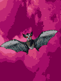 Gifs animados Animales - Imagenes animadas de Animales