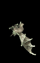 Gifs animados Animales - Imagenes animadas de Animales