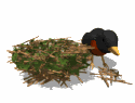 Gifs animados Animales - Imagenes animadas de Animales