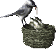 Gifs animados Animales - Imagenes animadas de Animales