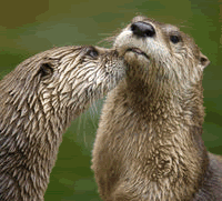 Gifs animados Animales - Imagenes animadas de Animales