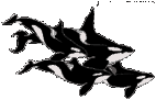 Gifs animados Animales - Imagenes animadas de Animales